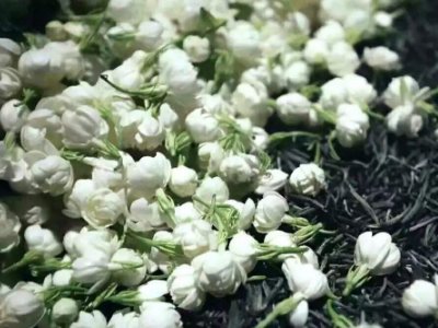 喝茶治口臭嗎，什么茶治口臭好？