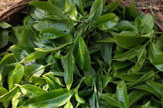 最耐泡的茶葉排名，什么茶葉經(jīng)久耐泡？