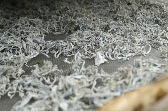 麗江雪茶的功效與作用，白雪茶有什么功效和作用