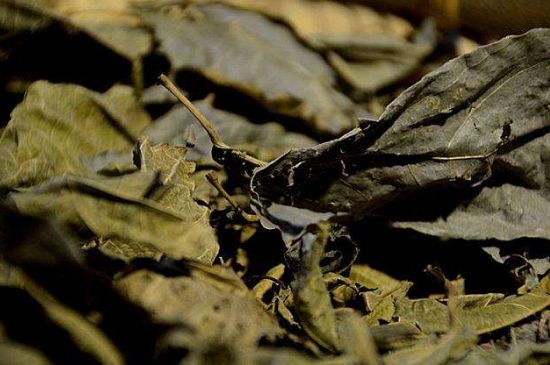 鷓鴣茶什么人不適合喝，鷓鴣茶的禁忌人群