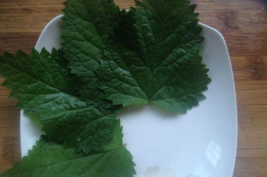 薄荷茶的功效與作用，喝薄荷茶有什么好處？