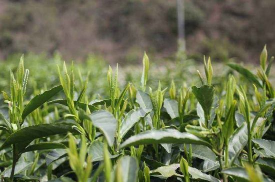 喝黃金茶禁忌，什么人不能喝黃金芽茶？