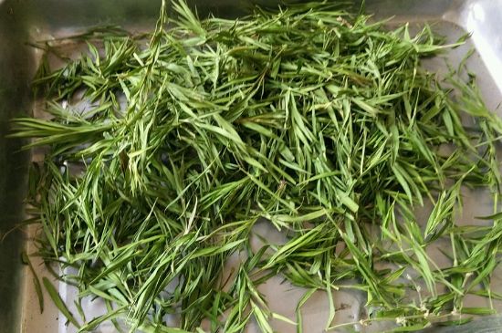 哪類人不適合喝石竹茶，石竹茶的功效與禁忌