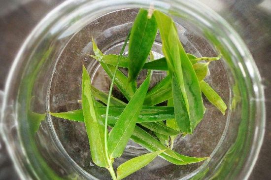 竹葉茶的禁忌，竹葉泡茶的功效禁忌