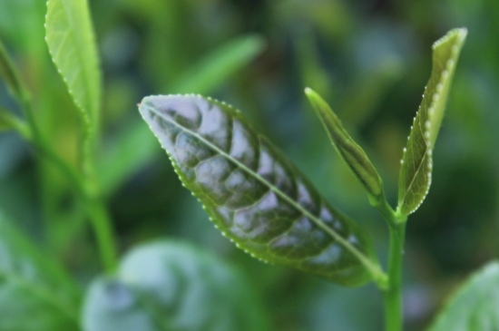 綠茶第一泡要倒掉嗎，為什么綠茶第一泡不喝？