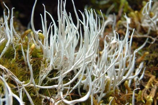 麗江雪茶的禁忌，白雪茶的副作用