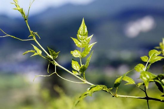 莓茶為什么先苦后甜回甘，莓茶口感怎么樣？