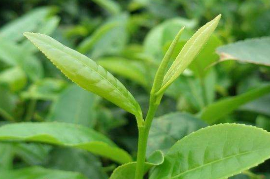 最耐泡的茶葉排名，什么茶葉經(jīng)久耐泡？