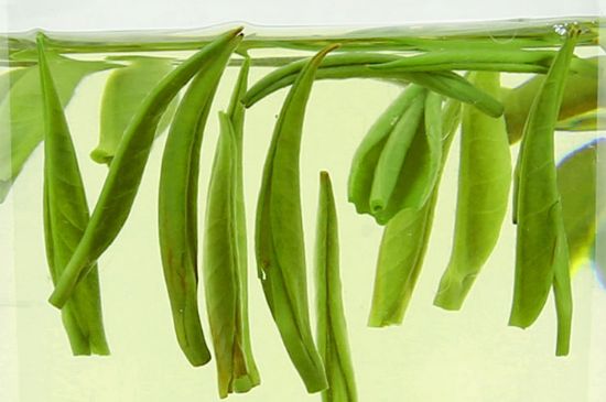 雀舌茶什么人不能喝，雀舌茶的功效與禁忌