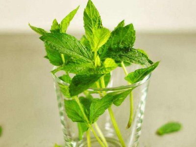 喝茶治口臭嗎，什么茶治口臭好？