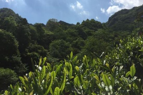 六安瓜片適合什么人喝，六安瓜片的功效與禁忌