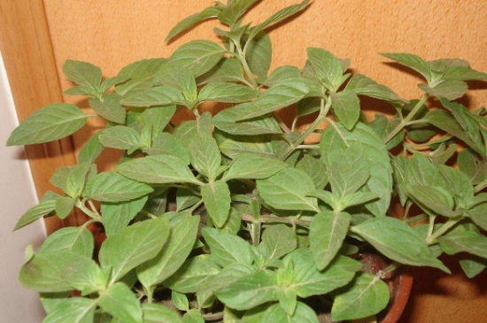 薄荷茶的功效與作用，喝薄荷茶有什么好處？