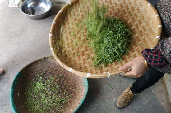 炒青茶為什么便宜，炒青綠茶好喝嗎？