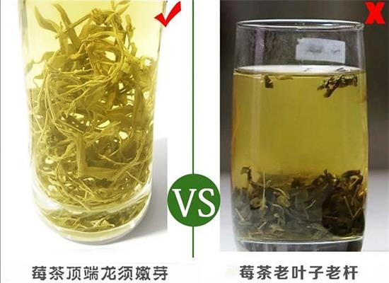 張家界茅巖莓茶與藤茶是同一種茶嗎，藤茶跟莓茶一不一樣？