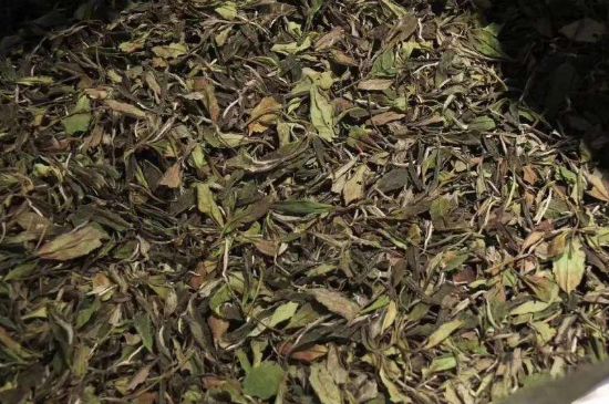 陳茶還是新茶好，茶葉是新茶好喝還是陳茶好喝