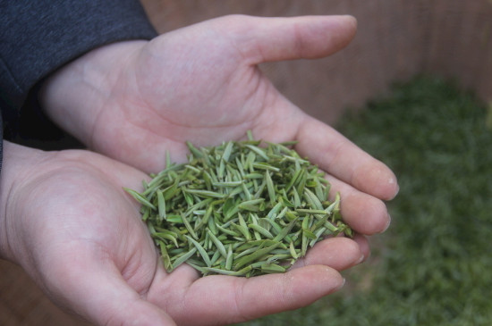 茶葉可以放冰箱嗎，茶需要放冰箱保存嗎