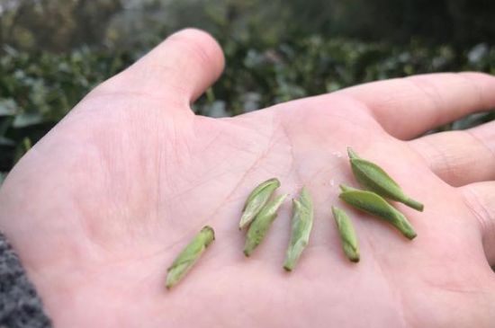 春茶季怎么辨別白毫銀針的好壞，好的白毫銀針如何選購？