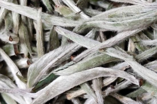 春茶上市白茶的好壞怎么區(qū)分，春白茶怎么分辨好不好？