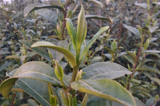 家庭如何保存碧螺春茶葉，蘇州洞庭碧螺春綠茶怎么保存？