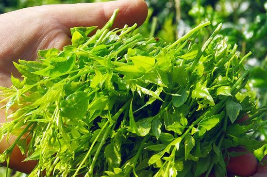 茅巖莓茶別名是什么，莓茶別名叫藤茶嗎？