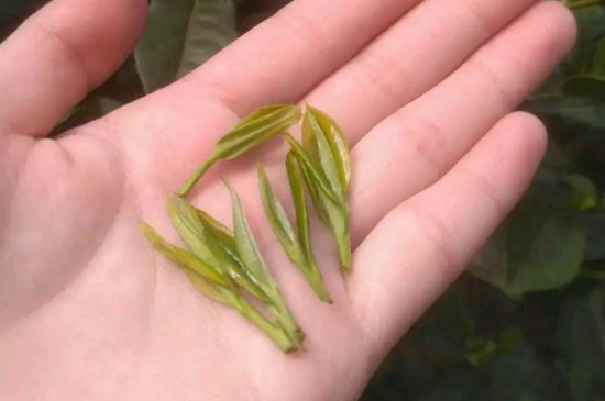 炒青茶為什么便宜，炒青綠茶好喝嗎？