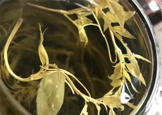 張家界茅巖莓茶與藤茶是同一種茶嗎，藤茶跟莓茶一不一樣？