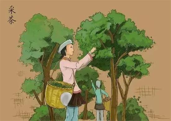 制茶八步驟，制茶工藝流程圖