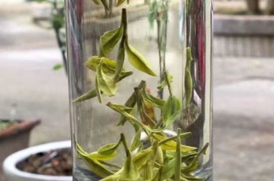蒸汽煮茶器適合什么茶，蒸汽煮茶器適合用綠茶嗎？