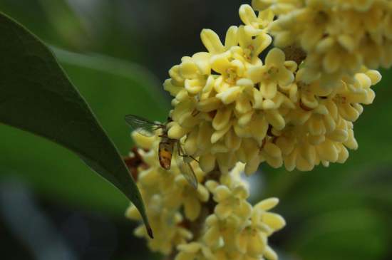 桂花茶禁忌，喝桂花茶有什么禁忌