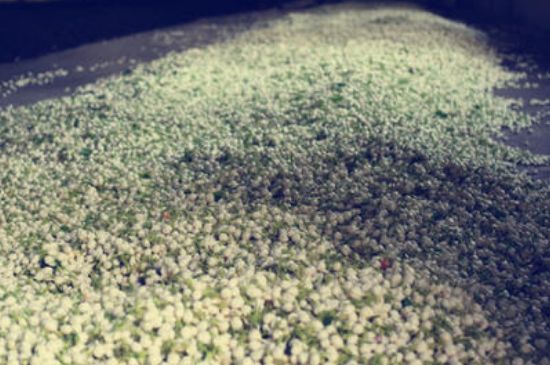 茉莉龍珠怎么做的，茉莉龍珠的制作工藝