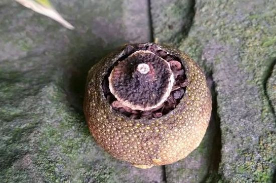 家庭自制柑普茶方法，小青柑制作9個(gè)步驟竅門（圖片）