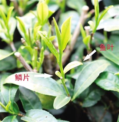摘茶葉最快的方法，采摘茶葉怎么才能快？