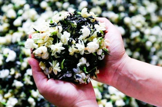 茉莉花和什么在一起喝好，茉莉花喝什么茶搭配？