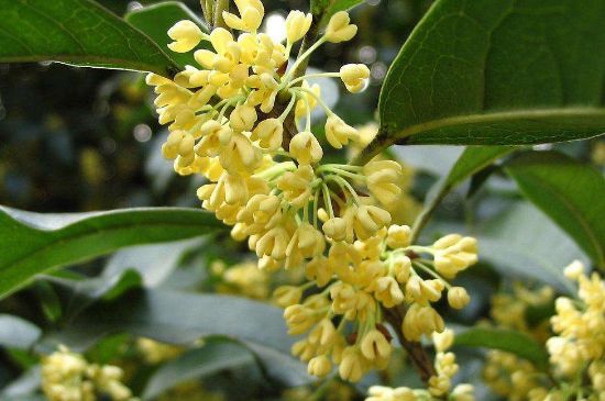 干桂花茶的制作方法，怎樣自制桂花茶？