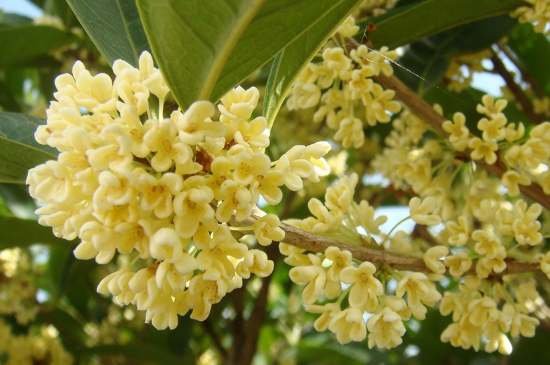 茉莉茶一次泡幾朵，茉莉茶放多少