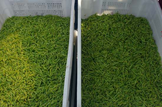 什么茶葉適合用蒸茶器，什么茶可以蒸