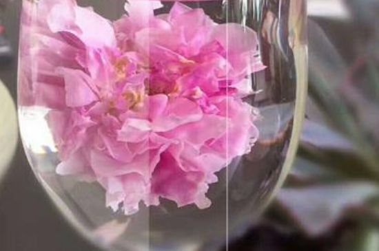 干玫瑰花泡水放幾顆，玫瑰花泡水一次放幾朵？