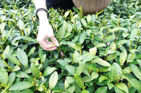采茶的方法與步驟，如何正確采摘茶葉？