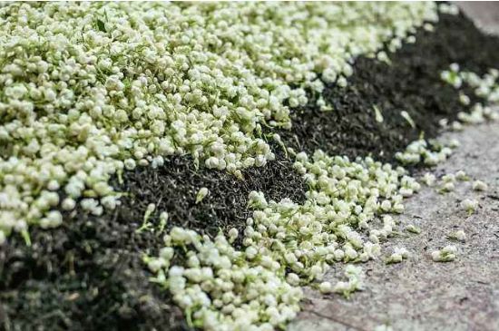 茉莉茶葉的功效與禁忌，什么人不適合喝茉莉花茶？