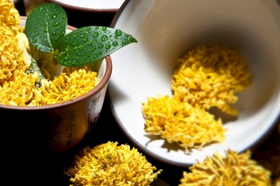 孕婦可以喝菊花茶嗎，菊花對(duì)胎兒有致畸作用？