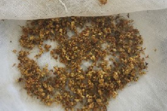 干桂花茶的制作方法，怎樣自制桂花茶？