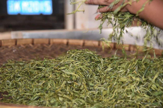 炒青綠茶與綠茶的區(qū)別，烘青和炒青哪個好喝？