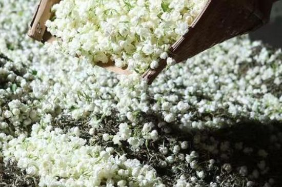 茉莉茶葉的功效與禁忌，什么人不適合喝茉莉花茶？