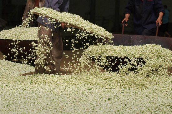 茉莉龍珠怎么做的，茉莉龍珠的制作工藝