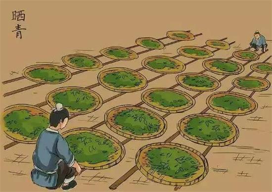 制茶八步驟，制茶工藝流程圖