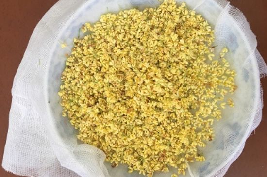 干桂花茶的制作方法，怎樣自制桂花茶？