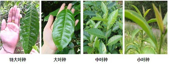 摘茶葉最快的方法，采摘茶葉怎么才能快？