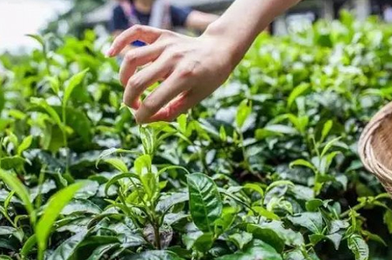 綠茶加工工藝流程圖，綠茶的加工制作包含哪幾個(gè)步驟？