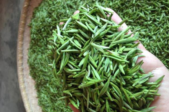 采茶的方法與步驟，如何正確采摘茶葉？