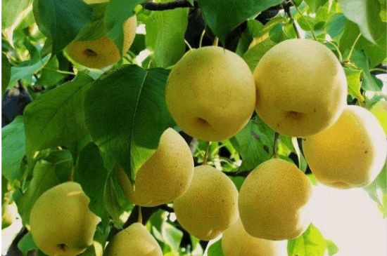 一把真正的本山綠泥壺最低多少錢，什么價格能買到本山綠泥紫砂壺？